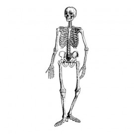 Анатомия-03 3,6 x 10 см