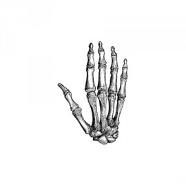 Анатомия-08 5 x 3,4 см